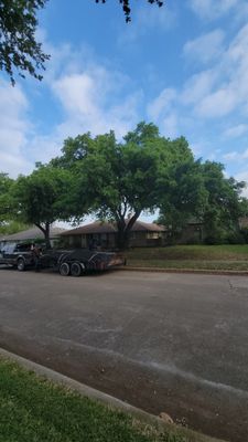 Tree Services - Tree Services Tree Services - Tree Services