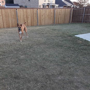 Scoop Soldiers - My happy dog. - Pet Waste Removal Near Me Scoop Soldiers - My happy dog. - Pet Waste Removal Near Me