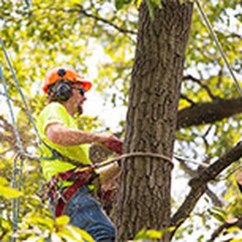 Yetter Critter Getter - Yetter Critter Getter LLC. - Wildlife Control Near Me - Brookville, Indiana Yetter Critter Getter - Yetter Critter Getter LLC. - Wildlife Control Near Me - Brookville, Indiana
