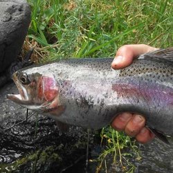 Watershed Fly Shop