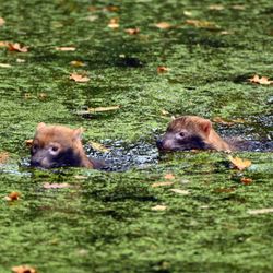 GaiaZOO - Bush dogs