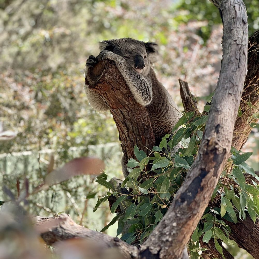 Moonlit Sanctuary - Zoos Near Me - Pearcedale, VIC Moonlit Sanctuary - Zoos Near Me - Pearcedale, VIC