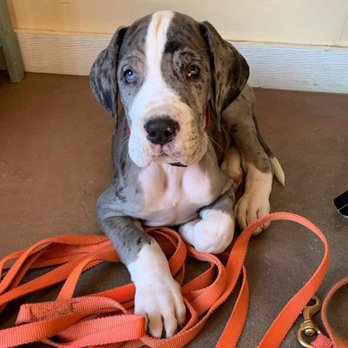 Kabler School For Dogs - New Great Dane pup Theo is excited about his first puppy lesson. - Pet Training Near Me - Asheville, North Carolina Kabler School For Dogs - New Great Dane pup Theo is excited about his first puppy lesson. - Pet Training Near Me - Asheville, North Carolina