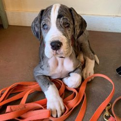 Kabler School For Dogs - New Great Dane pup Theo is excited about his first puppy lesson.