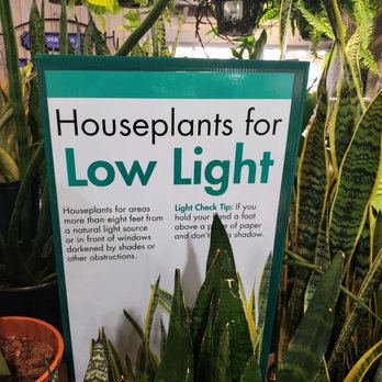 Armstrong Garden Centers - houseplants for low light - Nurseries & Gardening Near Me - Tustin, California Armstrong Garden Centers - houseplants for low light - Nurseries & Gardening Near Me - Tustin, California