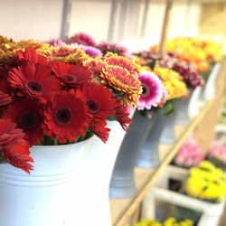 Blumenparadies Pankow