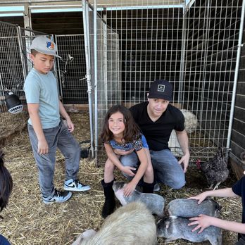 SoCalMiniPigs - Pet Breeders Near Me - Valley Center, California SoCalMiniPigs - Pet Breeders Near Me - Valley Center, California