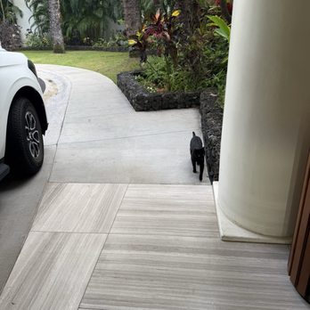 Fairmont Kea Lani - Black cat on resort grounds - Resorts Near Me - Wailea, Hawaii