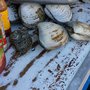 Photo of Mariscos Villafana
