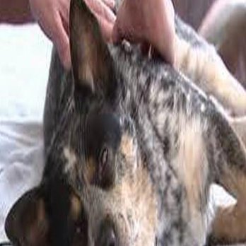 Alpha-Dog Pet Centers - Pet Training Near Me - Amherst, Ohio Alpha-Dog Pet Centers - Pet Training Near Me - Amherst, Ohio