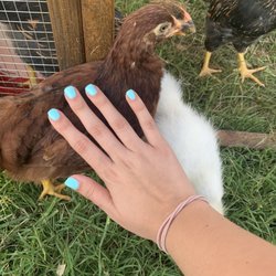 Levy Nails - My chickens liked my nails too