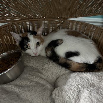Good Luck Cat Cafe - Pet Services Near Me - Fort Lauderdale, Florida