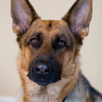 Nadelhaus German Shepherds - Pet Breeders Near Me - Corning, California Nadelhaus German Shepherds - Pet Breeders Near Me - Corning, California