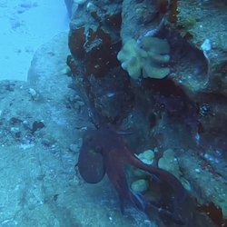 Garden Isle Divers - Hawaiian Day Octopus! MY FIRST OCTOPUS! Mahalo, Eric!