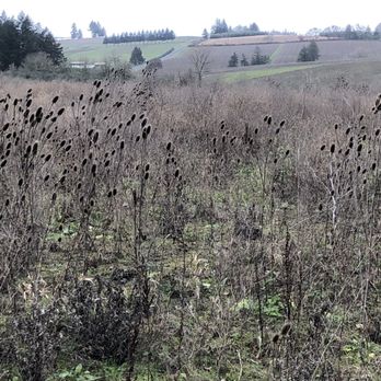 Lingua Franca - Wineries Near Me - Salem, Oregon