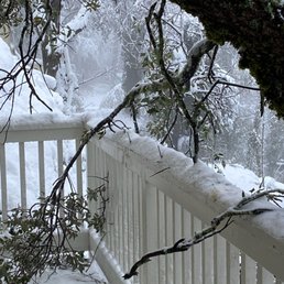 Tree on top of our home.