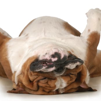Green Doggy - Pet Stores Near Me - Austin, Texas Green Doggy - Pet Stores Near Me - Austin, Texas