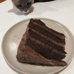 Buddy V’s Cake Slice - Chocolate slice, with Oliver lurking in the background