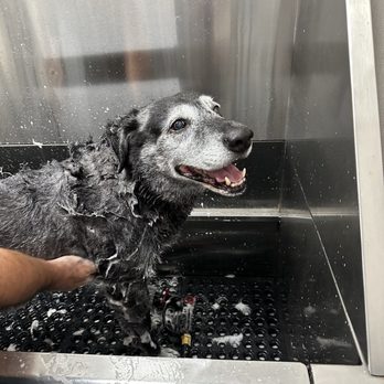 Tractor Supply - Luke loves his bath! - Pet Stores Near Me - Garner, North Carolina Tractor Supply - Luke loves his bath! - Pet Stores Near Me - Garner, North Carolina