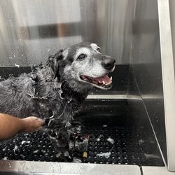 Tractor Supply - Luke loves his bath!