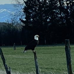 Bozeman