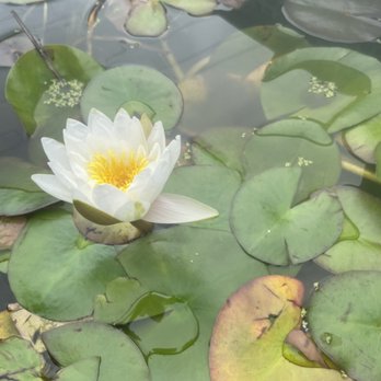Deep South Aquatics - Large Water lily flowered - Aquarium Services Near Me