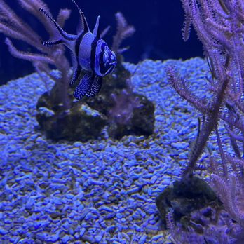 Seattle Aquarium - Aquariums Near Me - Seattle, Washington Seattle Aquarium - Aquariums Near Me - Seattle, Washington