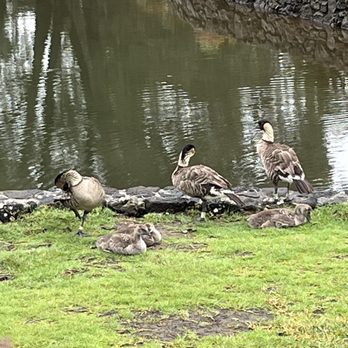 Liliuokalani Gardens - Parks Near Me - Hilo, Hawaii