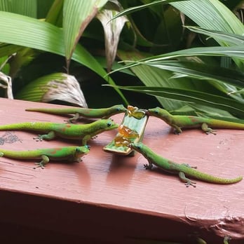 Honu Kai Bed & Breakfast - Breakfast for geckos at Honu Kai :D - Bed & Breakfast Near Me - Kailua Kona, Hawaii Honu Kai Bed & Breakfast - Breakfast for geckos at Honu Kai :D - Bed & Breakfast Near Me - Kailua Kona, Hawaii