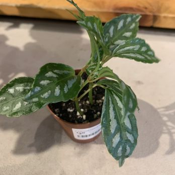 Bountiful Acres - peromia only $3.99 in 2 inch pot - Landscaping Near Me - Buckingham, Pennsylvania