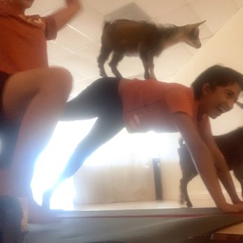 Laughing Frog Yoga - Perfect goat pose! - Yoga Near Me - Los Angeles, California Laughing Frog Yoga - Perfect goat pose! - Yoga Near Me - Los Angeles, California