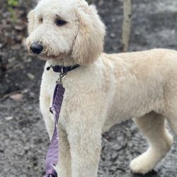 Wiggles & Wags Grooming - Thanks again for a BEAUTIFUL cut. Second time here and we love every experience!