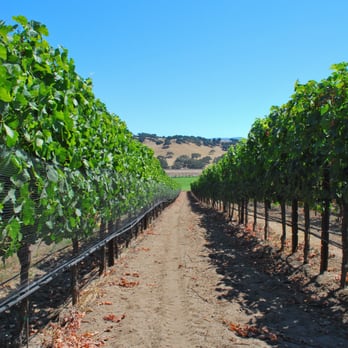 Rusack Vineyards - Wineries Near Me - Solvang, California