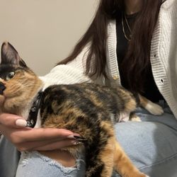 Affordable Veterinary Services