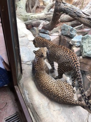 Bioparc Fuengirola by null