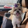 Luxe Dog Grooming gift card