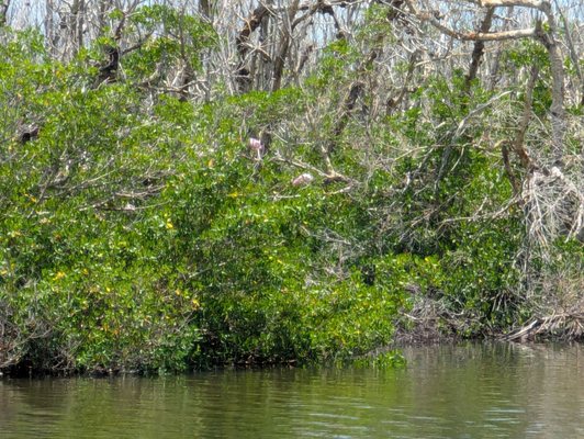 Tarpon Bay Explorers by null