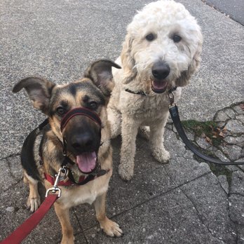 Sit Stay Fit - Pet Training Near Me - Portland, Oregon Sit Stay Fit - Pet Training Near Me - Portland, Oregon