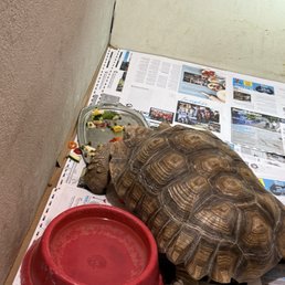 A huge turtle their name is Bubba.
