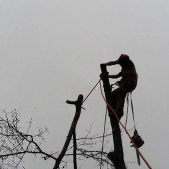 Action Tree Service - Tree Services Near Me - Graham, North Carolina