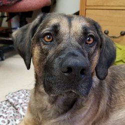 new hanover humane society