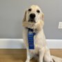 Boston for the Dogs
