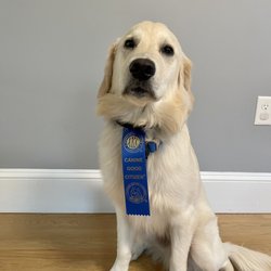 Boston for the Dogs