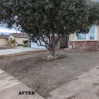 Sandoval's Tree Service - After - Tree Services Near Me