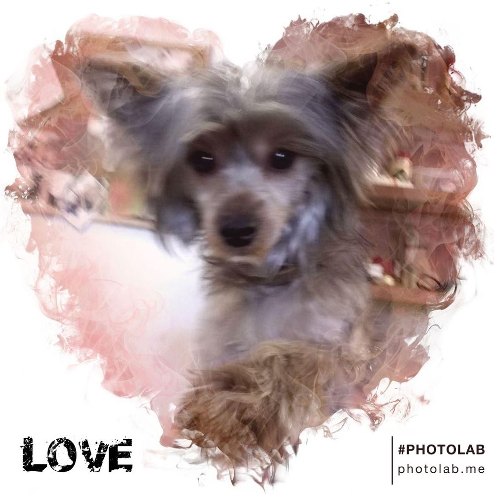 THE DOG HOUSE 105 S 10th St, Escanaba, Michigan Pet Groomers