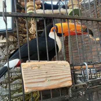 Mozambique - Tucan in front of restaurant. - Steakhouses Near Me - Laguna Beach, California Mozambique - Tucan in front of restaurant. - Steakhouses Near Me - Laguna Beach, California