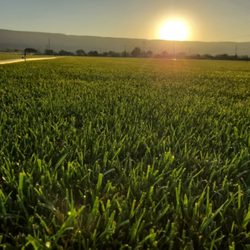 Grass Farm - Morning at our local farm.