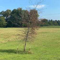 Wofford's Nursery & Landscaping of Clarksville - Dead Willow Oak