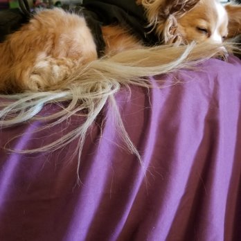 Lisa's Pet Styles - So doesn't even look dyed 3 days later... very unhappy... - Pet Groomers Near Me - Turlock, California Lisa's Pet Styles - So doesn't even look dyed 3 days later... very unhappy... - Pet Groomers Near Me - Turlock, California