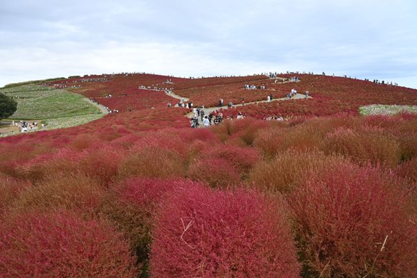 Hitachi Seaside Park by null